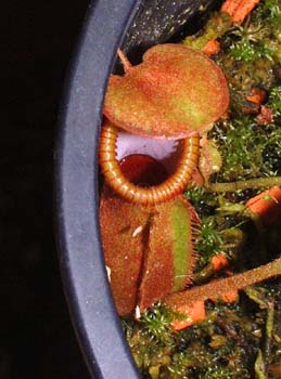 macrophylla