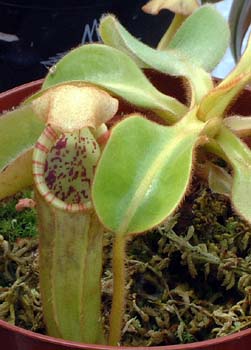 pilosa