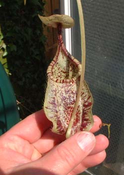 rafflesiana