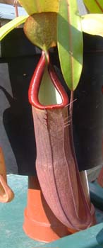 sanguinea