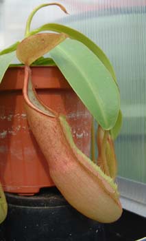 sanguinea