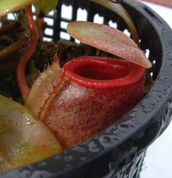 sibuyanensis
