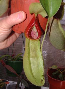 spathulata