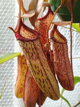 spectabilis