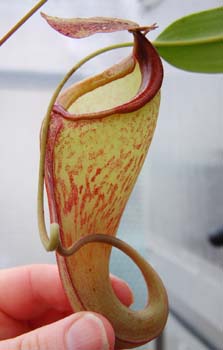 talangensis
