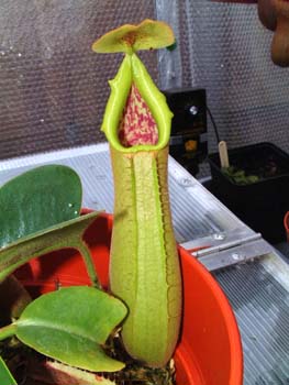 truncata