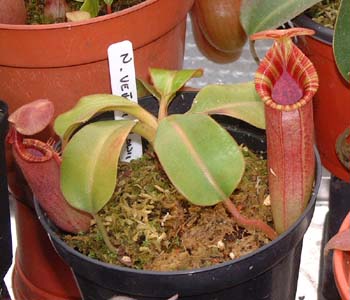 veitchii
