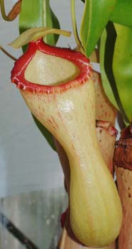 ventricosa