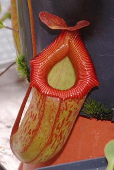 ventricosa