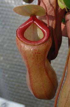 ventricosa