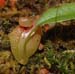aristolochioides