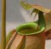 bicalcarata