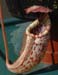 burbidgeae