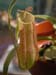 gracilis