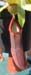 sanguinea