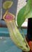 sanguinea