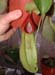 spathulata