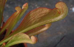 psittacina