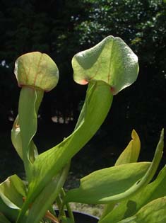 purpurea