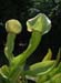 purpurea